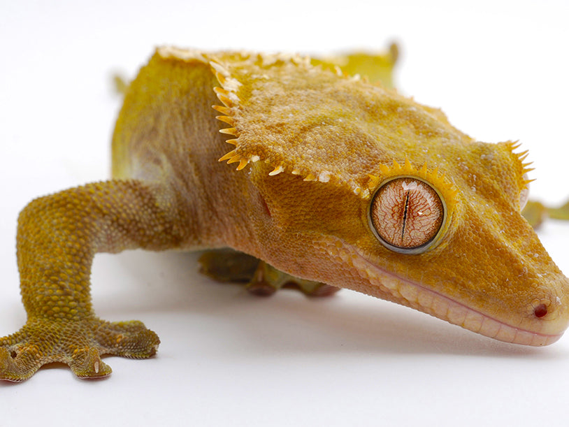 Crested Gecko Morph Identification Guide