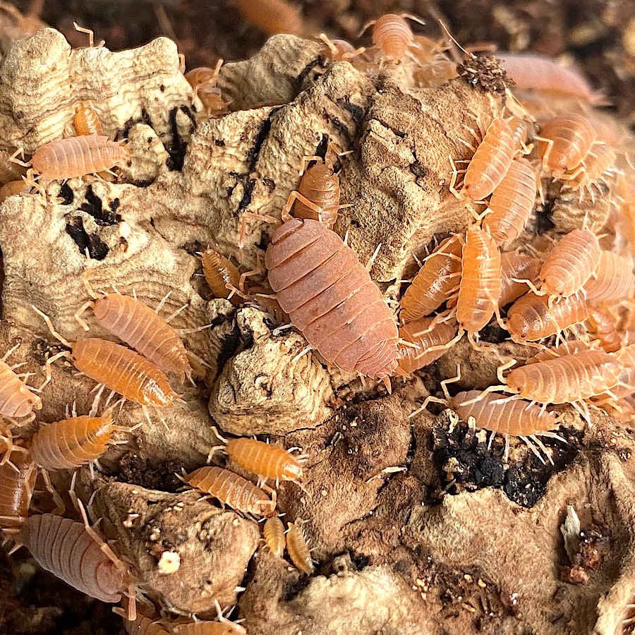 Powder Orange Isopods (10 - 15 Count)