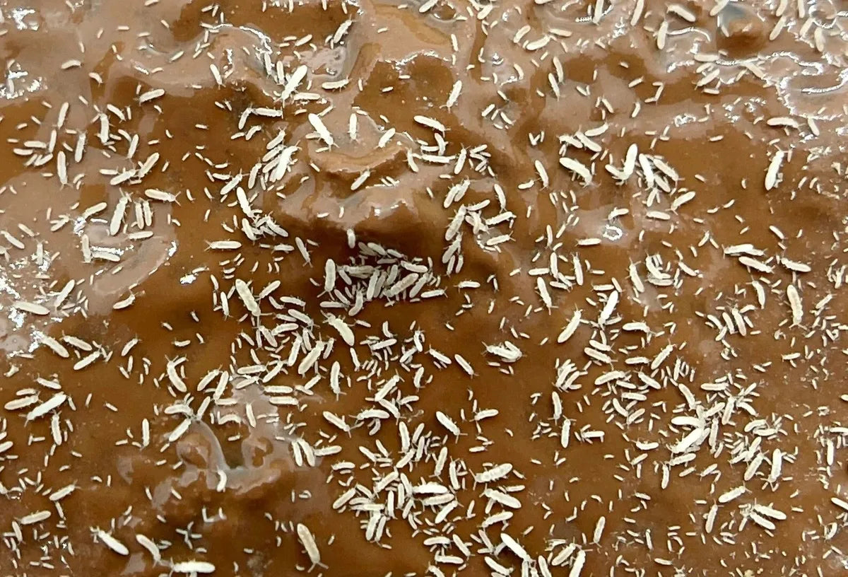 Mixed Springtails (20 - 30 Count)